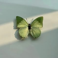 a small green butterfly sitting on top of a white wall next to a shadow from the sun