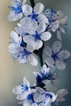 some white and blue flowers on a branch