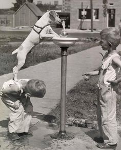 two young boys are playing with a dog on a street pole while another boy watches