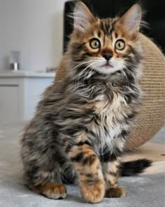 a cat sitting on the floor looking up