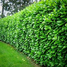 a hedge is shown next to a sidewalk