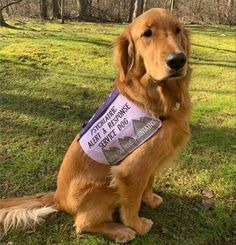 a brown dog wearing a purple vest sitting on top of a grass covered field with trees in the background