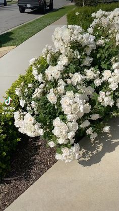 white flowers are blooming along the sidewalk