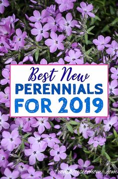 purple flowers with the words best new perennials for 2019