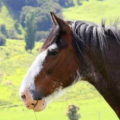 a brown and white horse standing on top of a lush green field