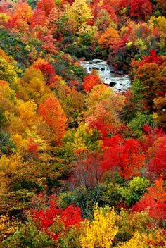 the trees are changing colors in the fall and there is a river running through them