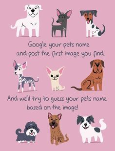 a pink poster with different dogs on it