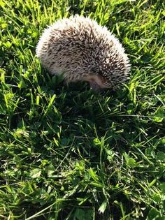 a small hedgehog is sitting in the grass