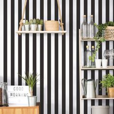 black and white striped wallpaper in a kitchen with shelves filled with potted plants