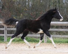 a black and white horse galloping in an enclosed area