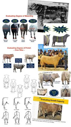 several different types of cows are shown in this diagram