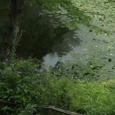 the pond is full of lily pads and water lilies