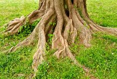 an old tree with its roots exposed in the grass