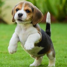 a puppy is running in the grass with it's front paws up