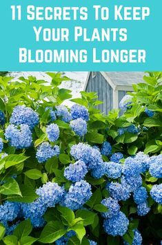 blue flowers with text overlay that reads 11 secrets to keep your plants blooming longer