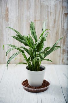 a potted plant sitting on top of a wooden table