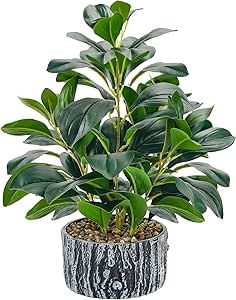 a potted plant with green leaves in it's centerpiece on a white background