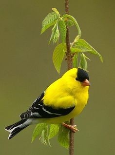 a yellow and black bird sitting on top of a tree branch