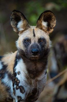 a spotted hyena looks at the camera