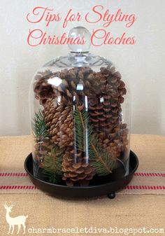 there is a glass dome with pine cones in it