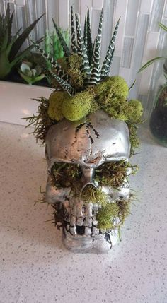 a skull planter with succulents and moss sits on a counter top