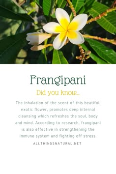 frangipanii is the flower that grows in this tropical garden, and it's very easy to grow