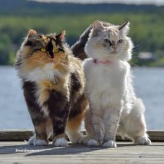 two cats are standing on a dock by the water