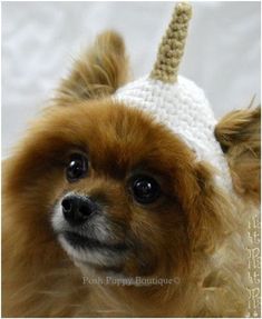 a small brown dog wearing a white knitted hat