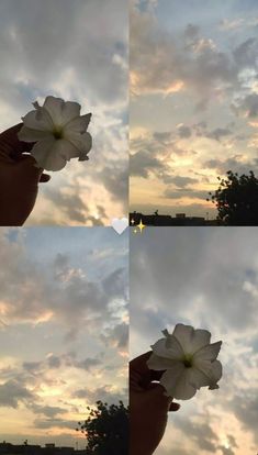 four different shots of the same person holding flowers in front of their face and hands