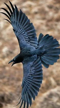 a black bird flying through the air with it's wings spread