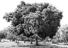 an ink drawing of some trees in the field