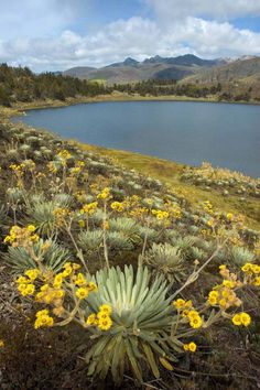 some yellow flowers and green plants by a body of water with mountains in the background