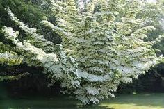 a large white tree sitting in the middle of a lush green field