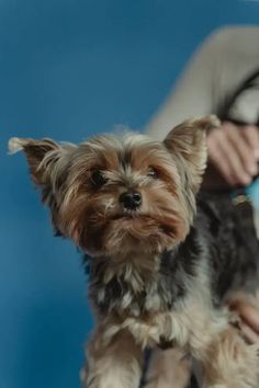 a small dog being groomed by a person