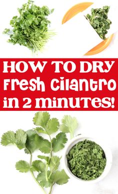 how to dry fresh cilantro in 2 minutes with the help of this recipe