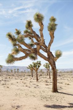 a large tree in the middle of a desert