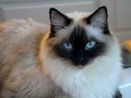 a close up of a cat with blue eyes sitting on a table next to a window