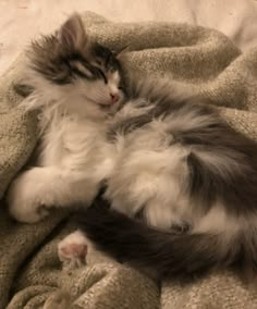 a fluffy cat laying on top of a blanket