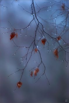 water droplets on the branches of a tree in winter time, with red leaves hanging from it's branches