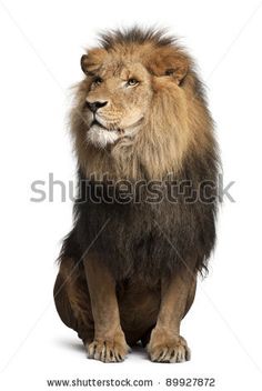 a lion sitting down with its head turned to the side, in front of a white background