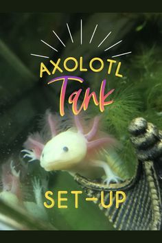 an axoloi tank sitting on top of a window sill with the words set - up above it