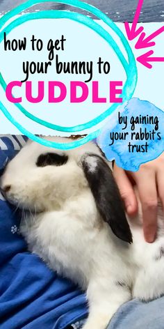 a person petting a rabbit on top of a bed with the words how to get your bunny to cuddle