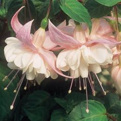 pink and white flowers with green leaves in the background