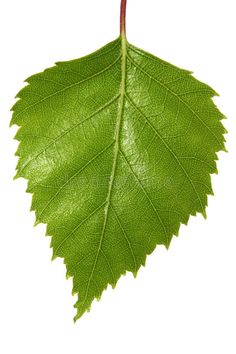 a single green leaf on a white background