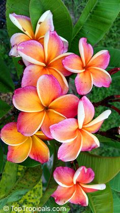 pink and yellow flowers with green leaves in the background