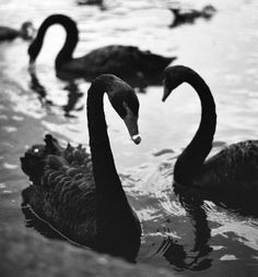 two black swans swimming in the water with other ducks behind them and one is looking at something