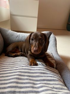 a brown dog laying on top of a blue and white striped bed pillow next to a window