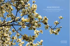 the branches of a tree with white flowers against a blue sky