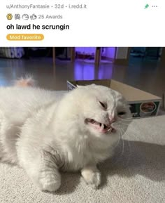 a white cat laying on top of a floor next to a box with its mouth open