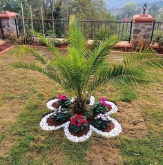 a potted palm tree sitting in the middle of a lawn with flowers around it